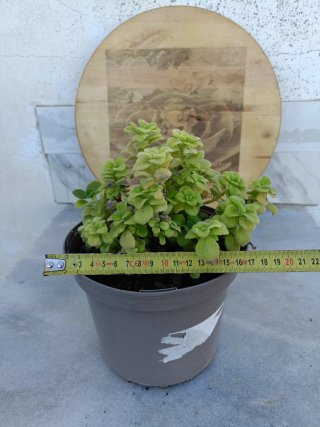 Plectranthus caninus