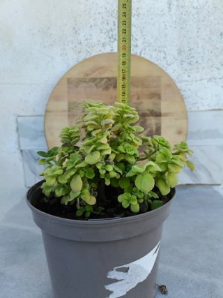 Plectranthus caninus