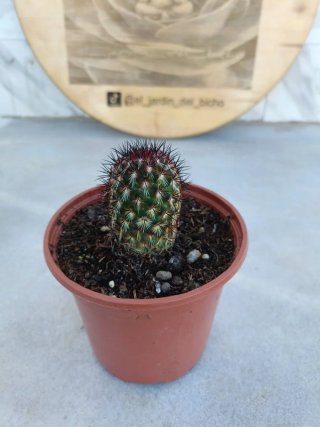 Coryphantha delaetiana