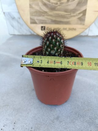 Coryphantha delaetiana