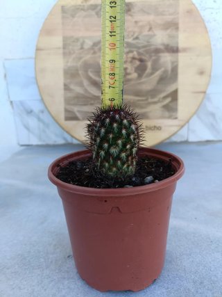 Coryphantha delaetiana
