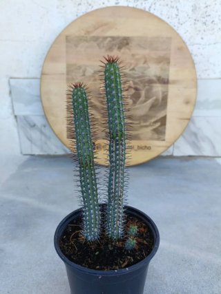 Euphorbia baioensis