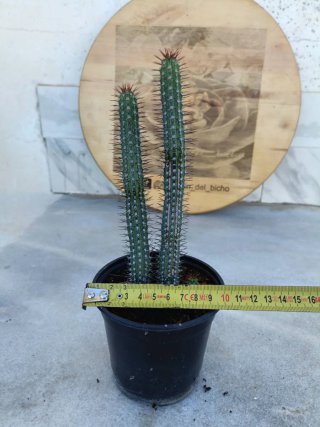 Euphorbia baioensis