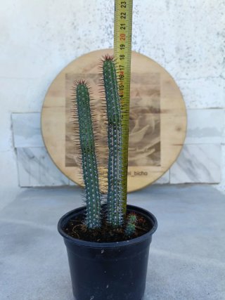 Euphorbia baioensis