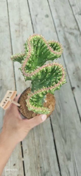 Euphorbia lactea cristata
