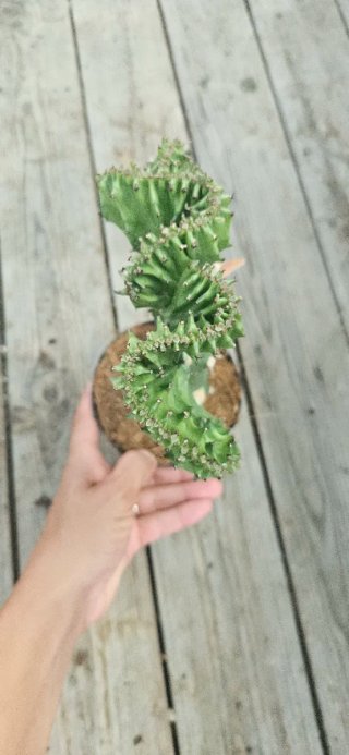 Euphorbia lactea cristata