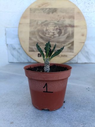 Euphorbia decaryi #1