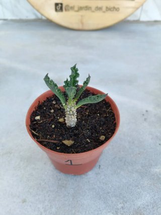 Euphorbia decaryi #1