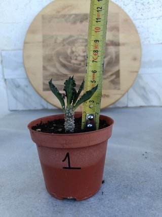 Euphorbia decaryi #1
