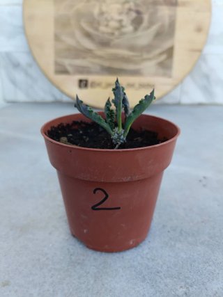 Euphorbia decaryi #2