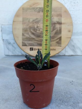 Euphorbia decaryi #2