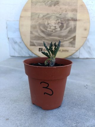 Euphorbia decaryi #3