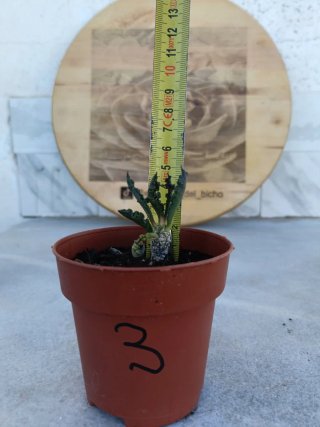 Euphorbia decaryi #3