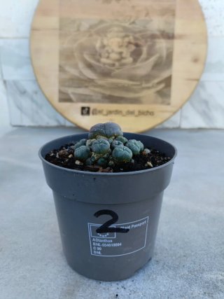 Astrophytum #2