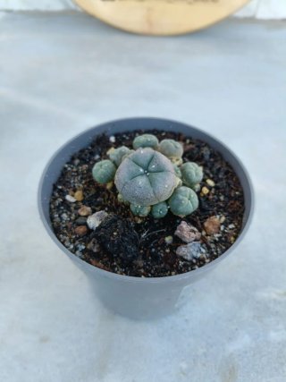 Astrophytum #2