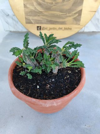 Euphorbia decaryi
