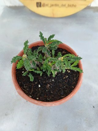 Euphorbia decaryi