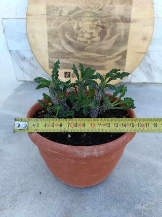 Euphorbia decaryi