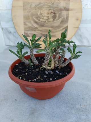 Euphorbia decaryi