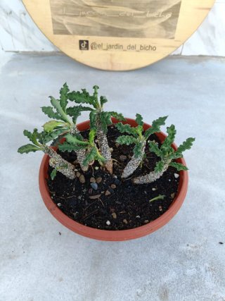 Euphorbia decaryi