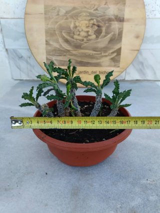 Euphorbia decaryi