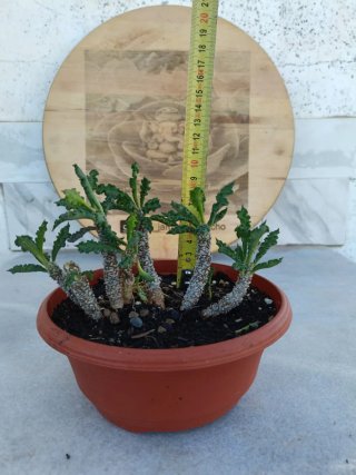 Euphorbia decaryi
