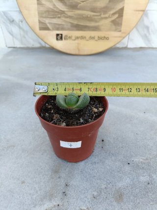 Pleiospilos nelii #1