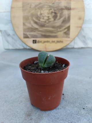 Pleiospilos nelii