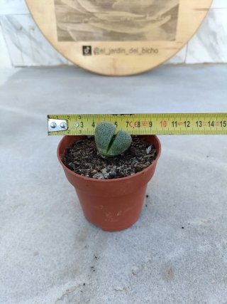 Pleiospilos nelii
