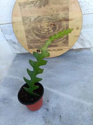 Disocactus anguliger