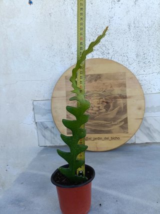 Disocactus anguliger