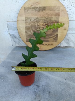 Disocactus anguliger