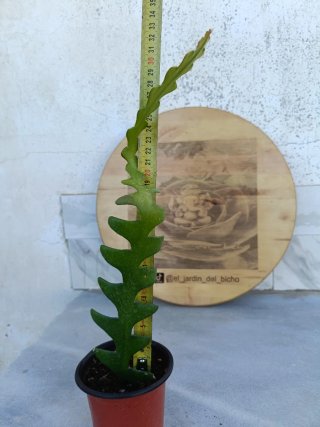 Disocactus anguliger