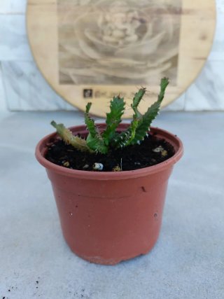 Euphorbia stellata