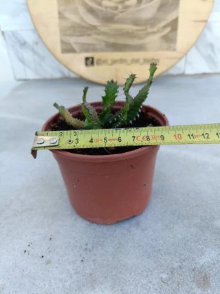 Euphorbia stellata