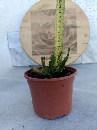 Euphorbia stellata