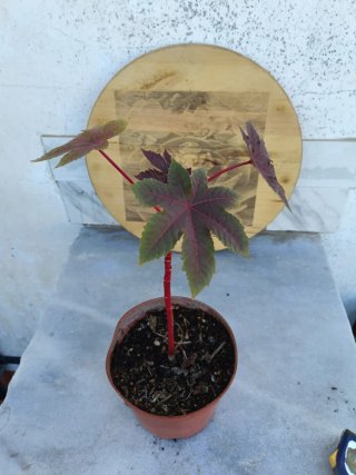 Ricinus communis