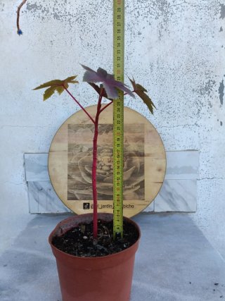 Ricinus communis
