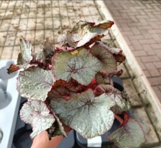 Begonia Rex Beleaf Diverse Varietà
