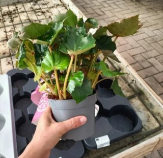Begonia Rex Beleaf Diverse Varietà
