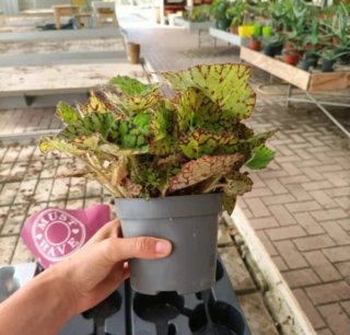 Begonia Rex Beleaf Diverse Varietà