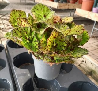 Begonia Rex Beleaf Diverse Varietà