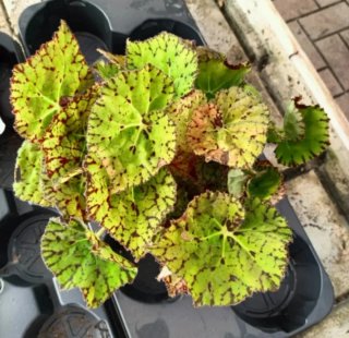 Begonia Rex Beleaf Diverse Varietà