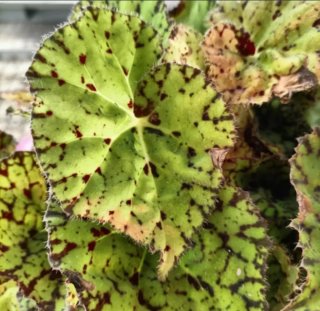 Begonia Rex Beleaf Diverse Varietà
