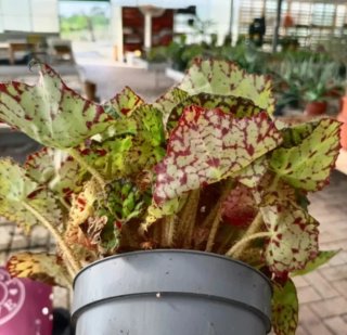 Begonia Rex Beleaf Diverse Varietà