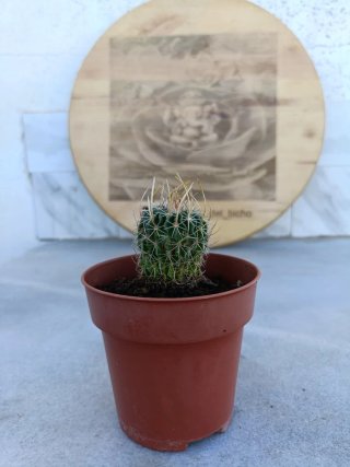 Stenocactus multicostatus