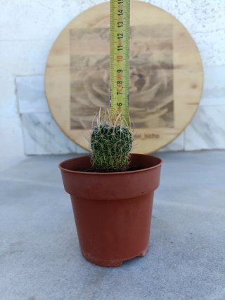 Stenocactus multicostatus