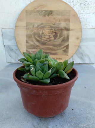 Haworthia cymbiformis