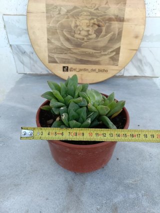 Haworthia cymbiformis
