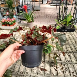 Set 4 Begonie Ornamentali
